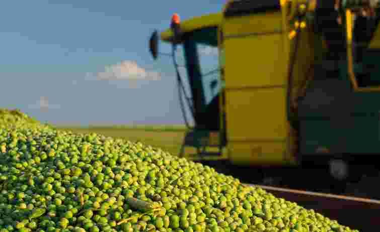 Україна втрачає основні ринки збуту гороху 