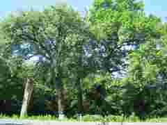 Дуби Тараса Бульби на Тернопільщині отримали статус ботанічної пам’ятки