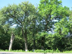 Дуби Тараса Бульби на Тернопільщині отримали статус ботанічної пам’ятки