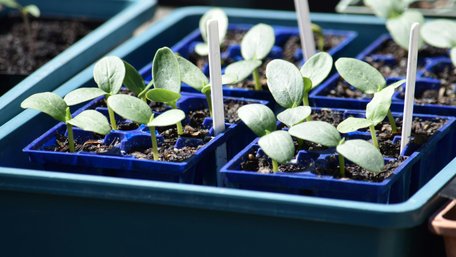 Вам сподобається результат: навіщо обприскувати розсаду розведеним молоком