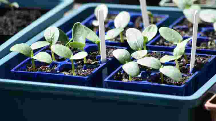 Вам сподобається результат: навіщо обприскувати розсаду розведеним молоком