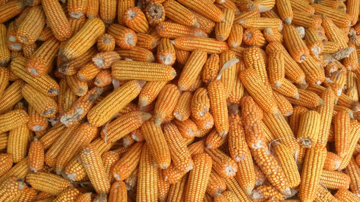 Туреччина купує 40% української кукурудзи: ринок реагує зниженням цін