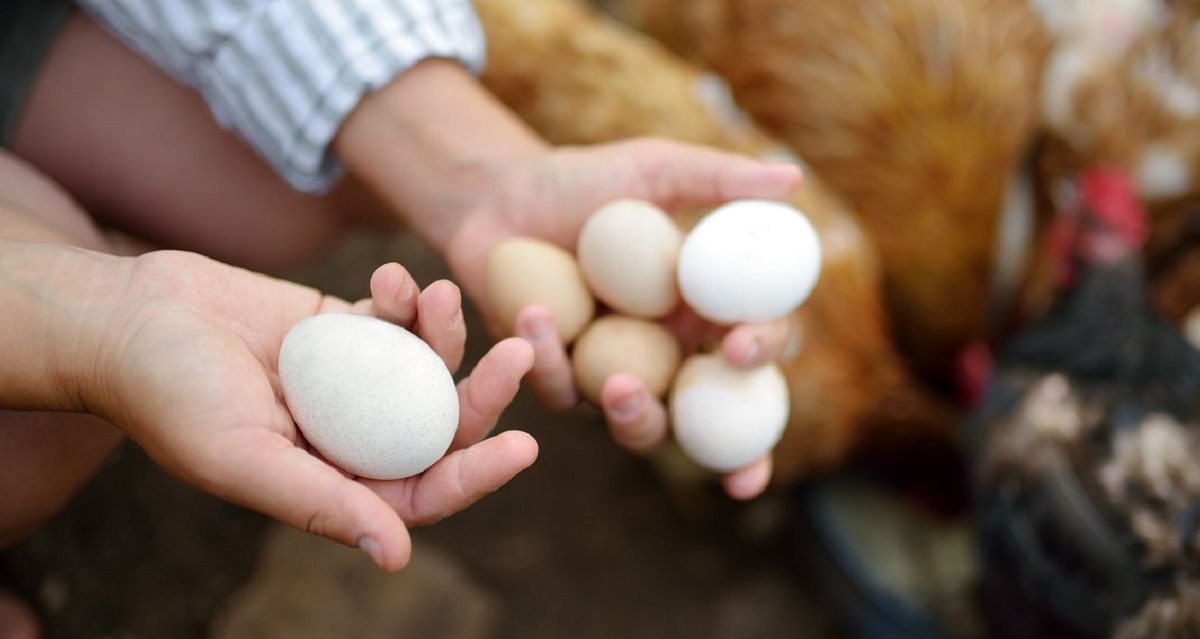 У Пустомитах розширять птахофабрику, збільшивши добову продуктивність до 550 тис. яєць
