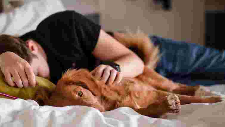 Це не просто звичка: чому собакам так подобається спати в ліжку з господарями