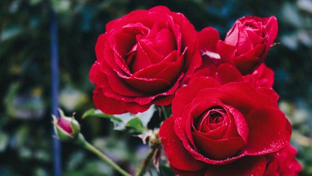 Ідеальні сусіди: 4 рослини, які варто посадити поруч з трояндами для кращого цвітіння