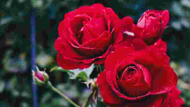 Ідеальні сусіди: 4 рослини, які варто посадити поруч з трояндами для кращого цвітіння