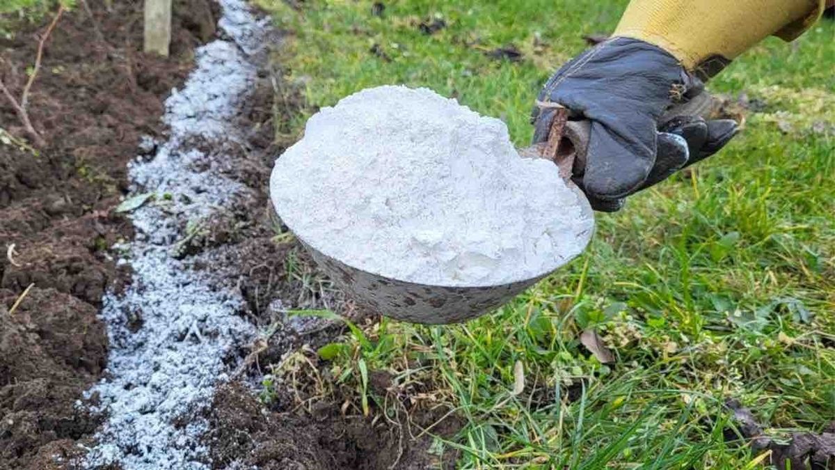 Не поспішайте викидати зіпсоване борошно: три способи використати його на грядках