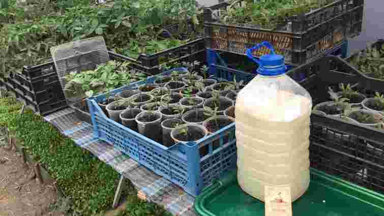 Цей дешевий диво-розчин зробить розсаду міцною та здоровою: з чого його приготувати