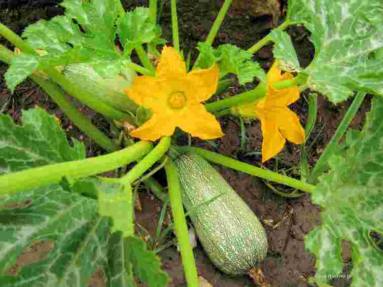 Без гіркоти та зайвого клопоту: найкращий сорт кабачків для швидкого врожаю