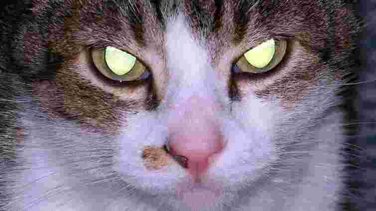 Не магія, а біологія: чому в котів уночі світяться очі