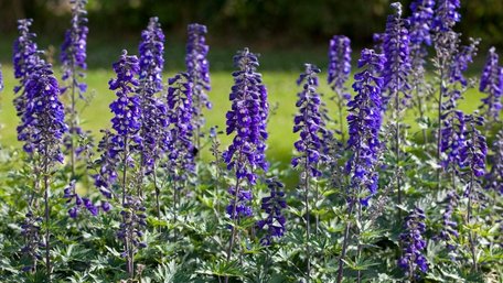 Красиві, але дуже небезпечні: 10 рослин, які краще не садити на ділянці