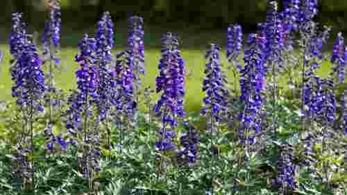 Красиві, але дуже небезпечні: 10 рослин, які краще не садити на ділянці