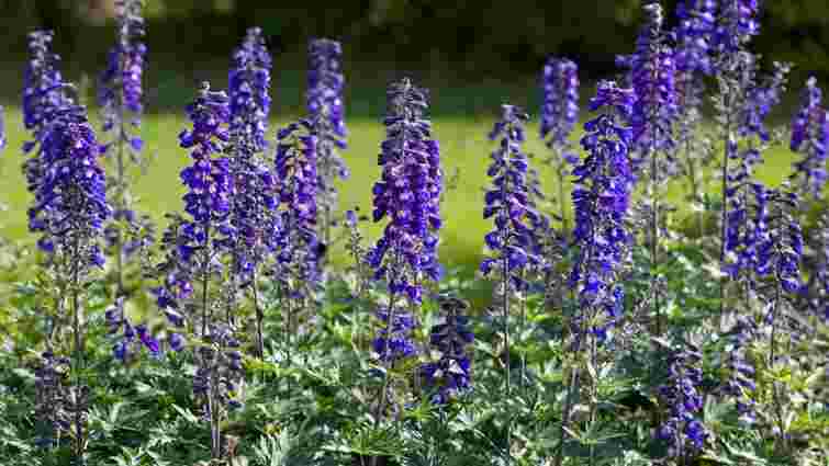 Красиві, але дуже небезпечні: 10 рослин, які краще не садити на ділянці