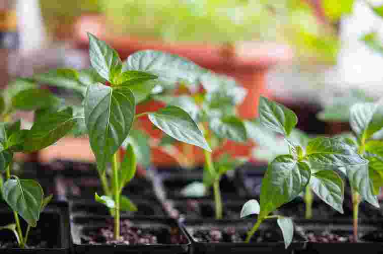 У лютому залишився лише день: найкращі дати для посіву перцю на розсаду у 2026 році
