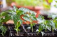 У лютому залишився лише день: найкращі дати для посіву перцю на розсаду у 2026 році