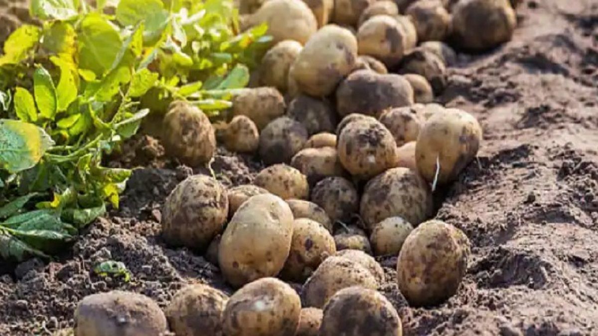 До 5 кг з відра уже у травні: незвичний метод вирощування картоплі розсадою