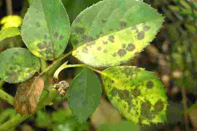 Чорна плямистість зʼїдає троянди: як урятувати кущі та зберегти цвітіння