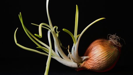 Токсична чи ні: чи справді можна їсти пророщену цибулю