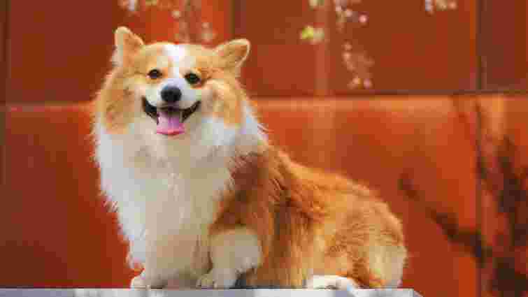 Не лише облизування: 6 приємних ознак того, що ваш собака дійсно любить вас