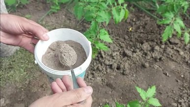Без різкого запаху та зайвого клопоту: якою органікою замінити гній і золу на городі