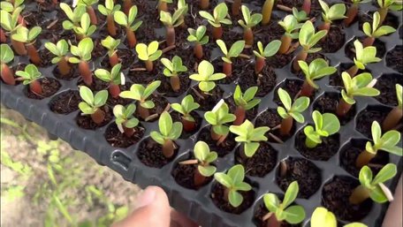 Що треба сіяти у березні: сприятливі дні за місячним календарем 2026 року