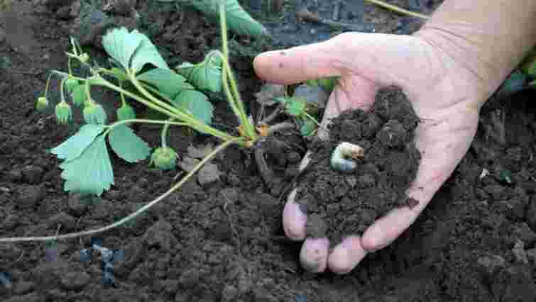 Інакше вона загине: як підготувати грядку для нової розсади