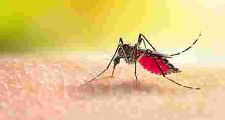 У 24-річної львів’янки після відпочинку на Мальдівах діагностували гарячку Денге