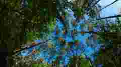 У ліс за тишею і зціленням: розточанські принади громади Івано-Франкового