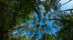 У ліс за тишею і зціленням: розточанські принади громади Івано-Франкового