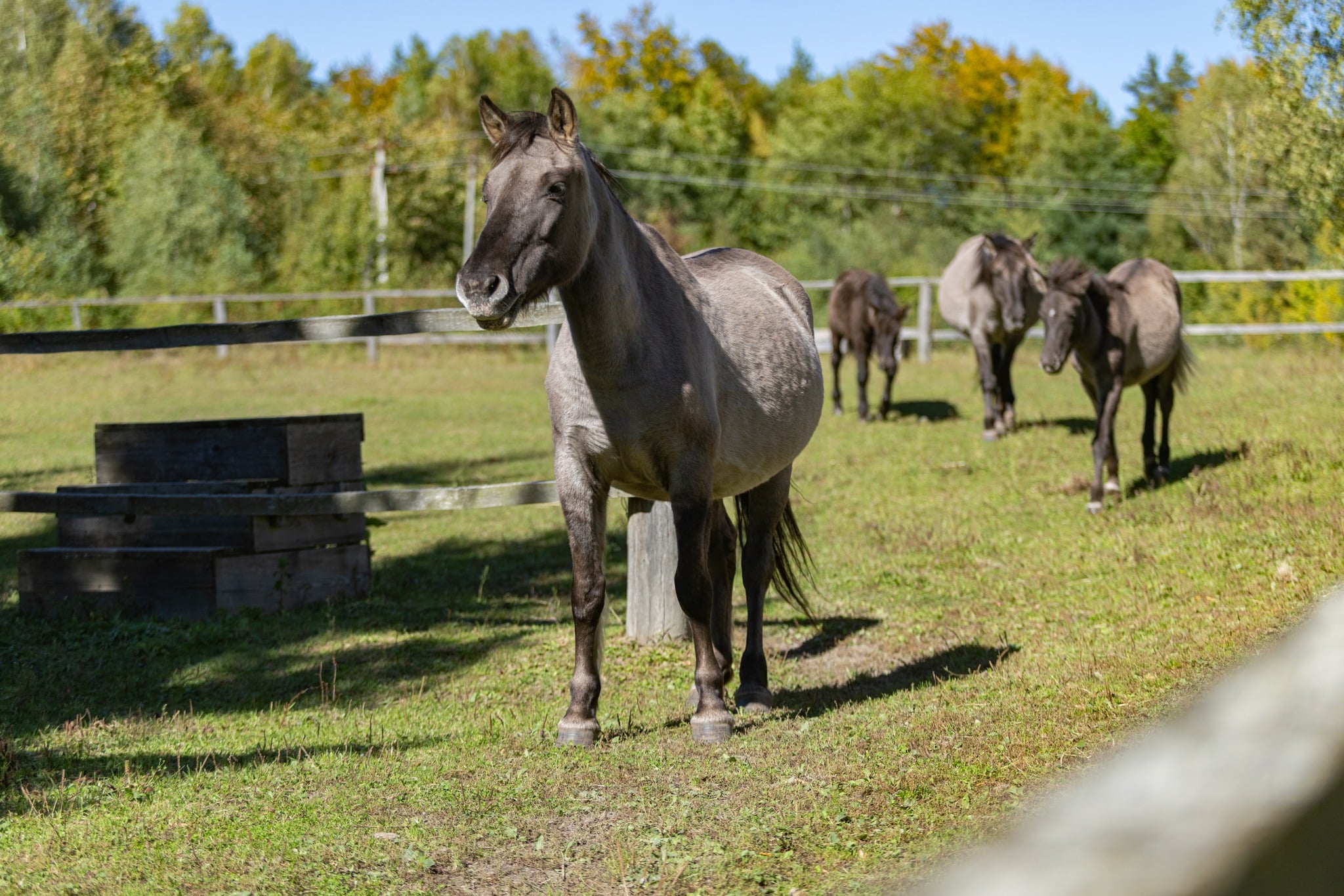 У Яворівському НПП розводять коней-тарпанів (фото зі сторінки ЛОВА)