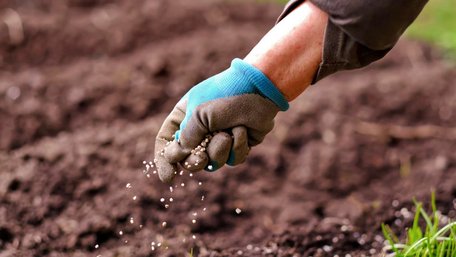 Робіть це поки земля ще мокра: що потрібно розсипати на городі для щедрого врожаю