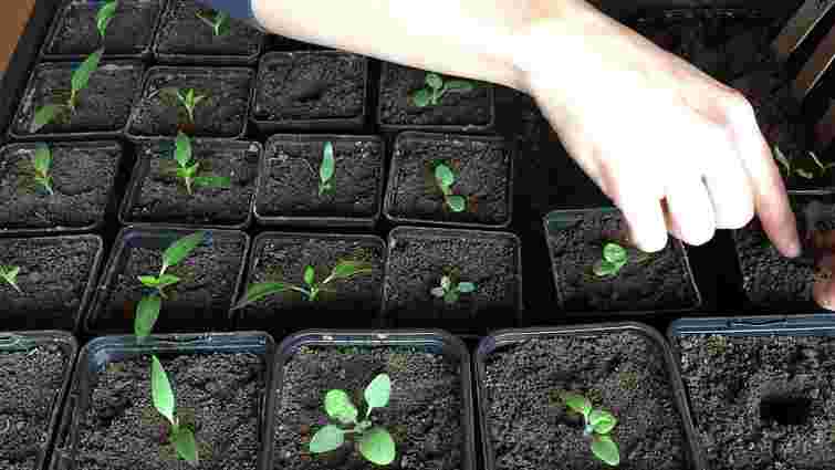 48 годин на порятунок: як зрозуміти, що розсаді бракує світла