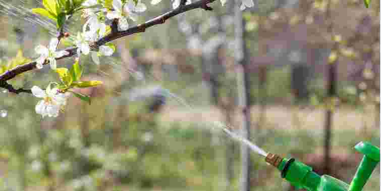 Ці терміни не можна проґавити: три обовʼязкові обробки яблунь навесні