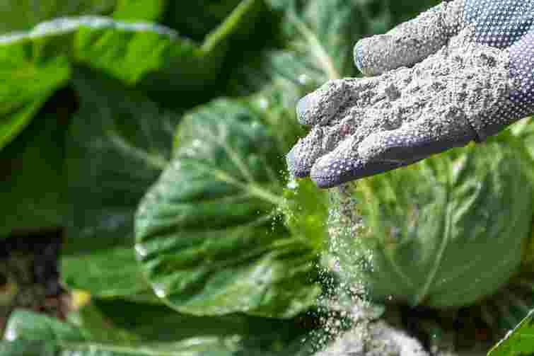 Секрет міцних качанів: як і для чого підживляти капусту крейдою