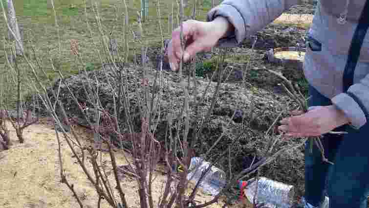 Розбудіть смородину правильно: які добрива потрібні кущам на початку сезону