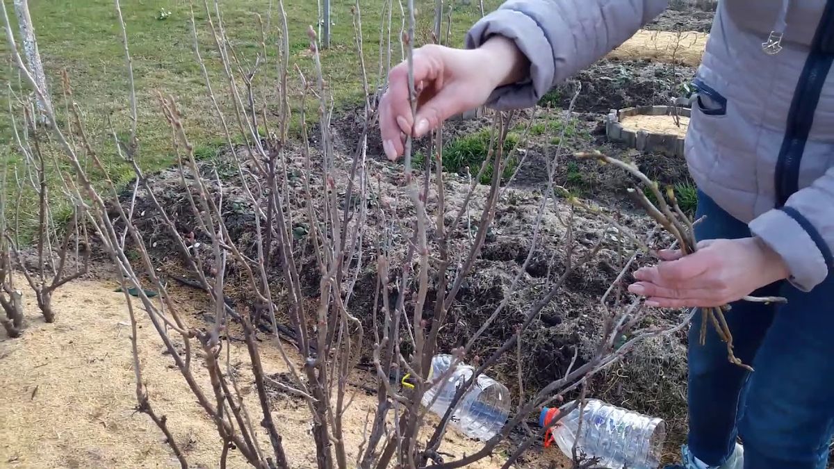 Розбудіть смородину правильно: які добрива потрібні кущам на початку сезону
