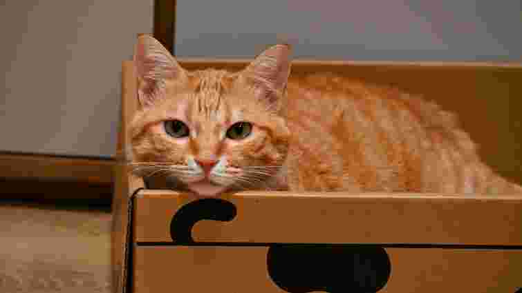 Найкраща схованка: чому насправді коти так обожнюють звичайні коробки