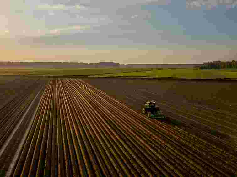 В Україні прогнозують подорожчання гречки через скорочення посівів