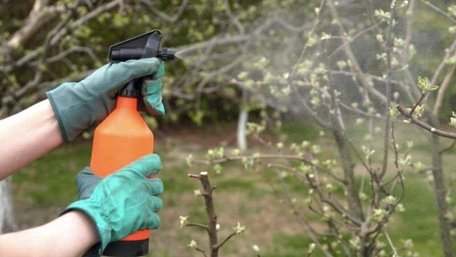 Не дайте шкідникам жодного шансу: чим обприскати дерева до розпускання бруньок