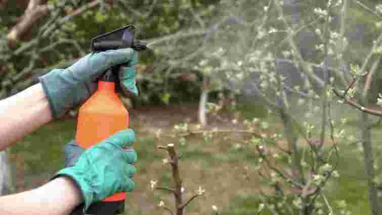 Не дайте шкідникам жодного шансу: чим обприскати дерева до розпускання бруньок