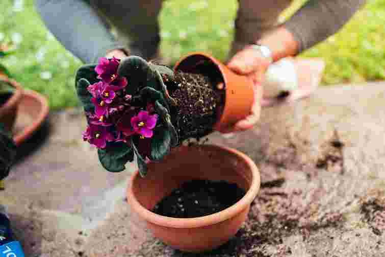 Випробування для вас і для квітів: як безпечно пересадити кімнатні рослини навесні