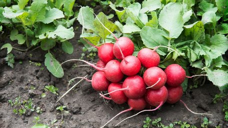 Яку редиску посіяти вже у березні: 6 сортів, які стабільно родять в Україні