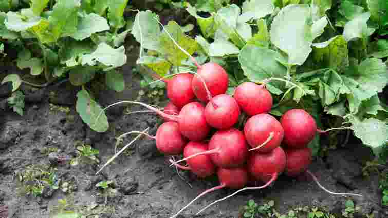 Яку редиску посіяти вже у березні: 6 сортів, які стабільно родять в Україні