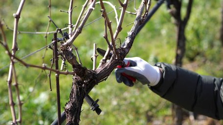 Навіть помилка в пару днів може знищити кущ: коли відкривати виноград після зими