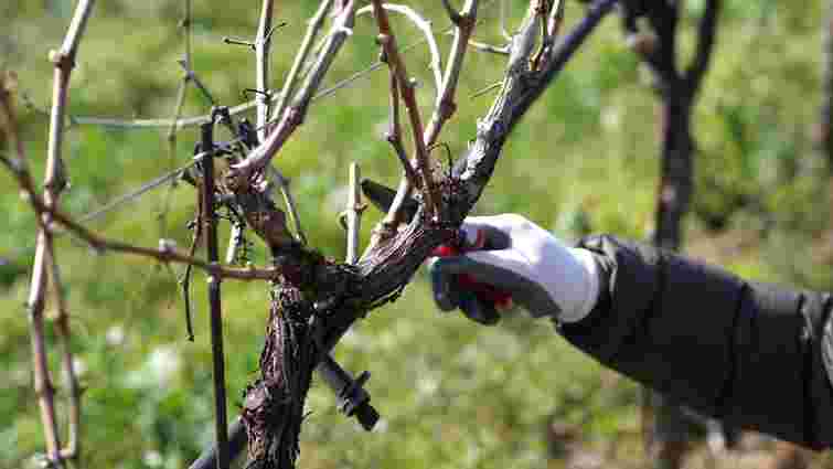 Навіть помилка в пару днів може знищити кущ: коли відкривати виноград після зими