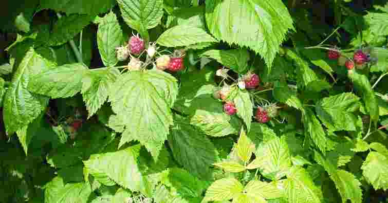 Просте рішення для великих ягід: чим підживити малину навесні