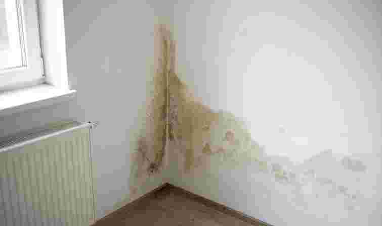 Підступна загроза: як швидко та безпечно позбутися плісняви на стінах