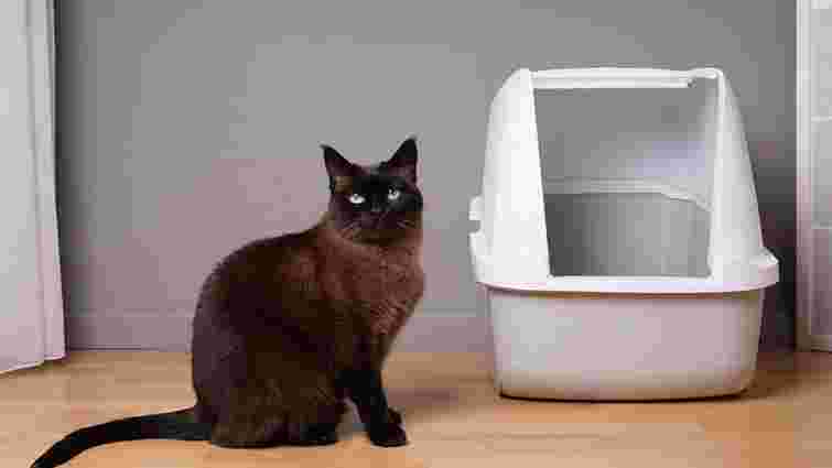 Це не просто каприз: чому кіт какає повз лоток і як це виправити