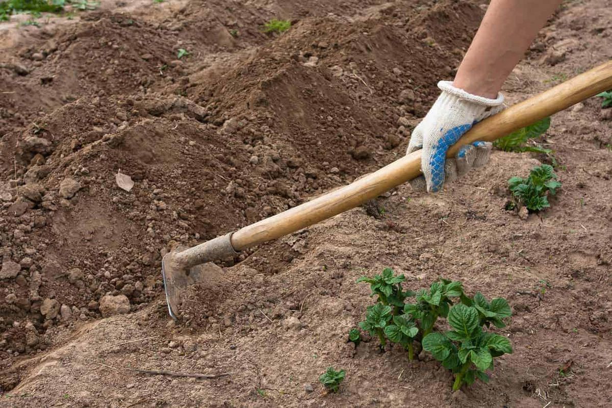 Весняна підготовка городу: чи справді потрібно перекопувати ґрунт