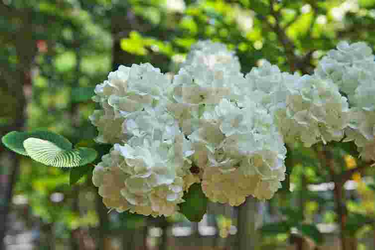 Легко отримаєте нові пишні кущі: 4 кроки живцювання гортензії